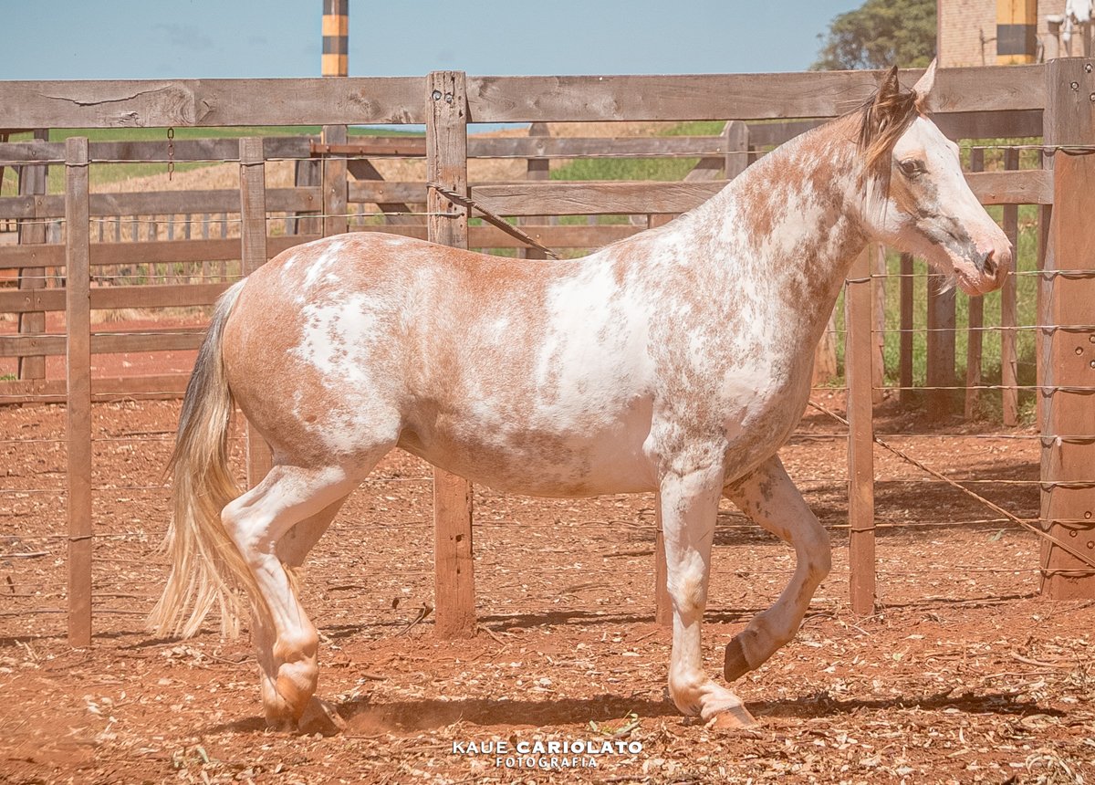 BAILANTA DA TÊMPRA VEIA