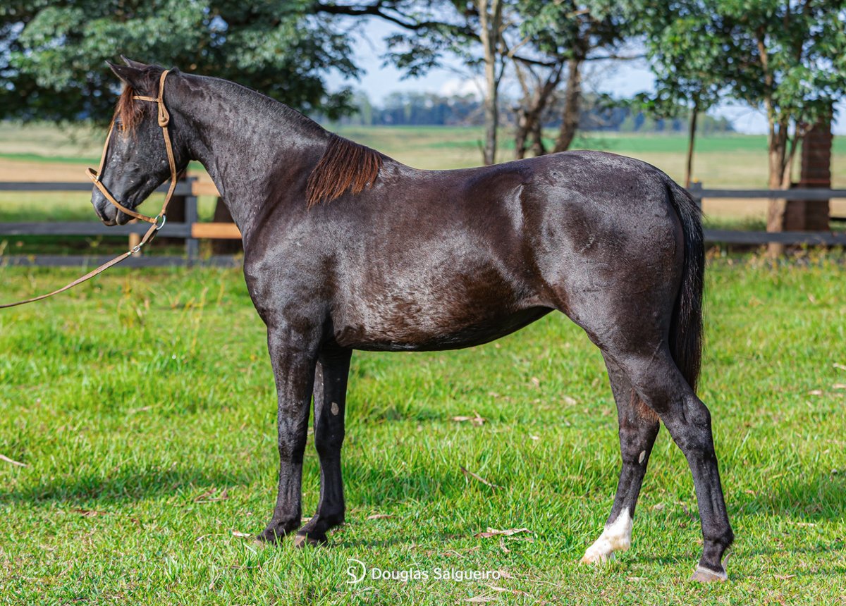 ILUMINADA DO ICAMAQUÃ