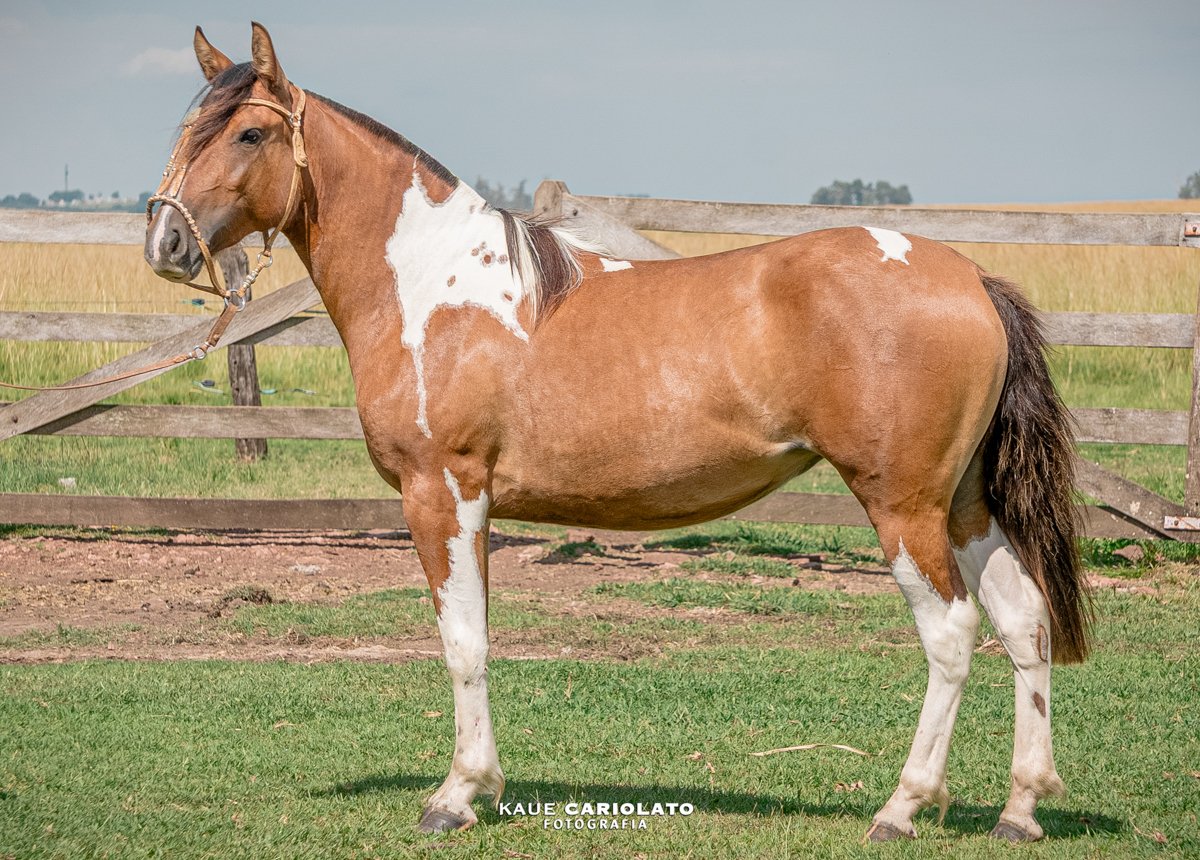 UMA FLOR DA MARCA JÓTA