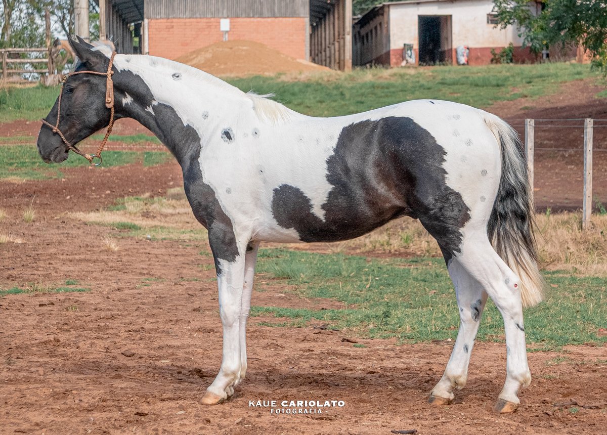 PORQUE SOY GAUCHO DO RELENTO 