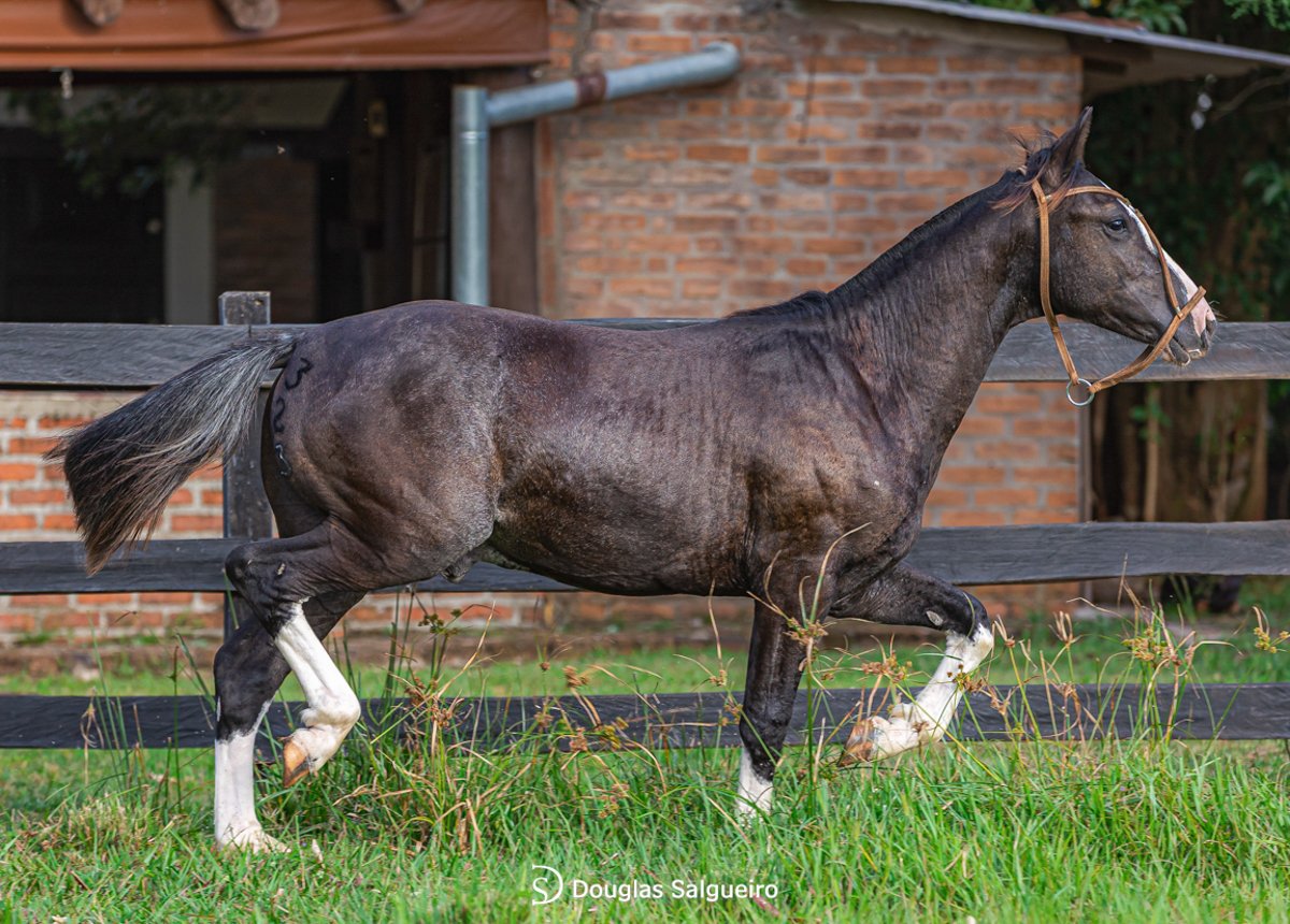 JIU JITSU DO ICAMAQUÃ