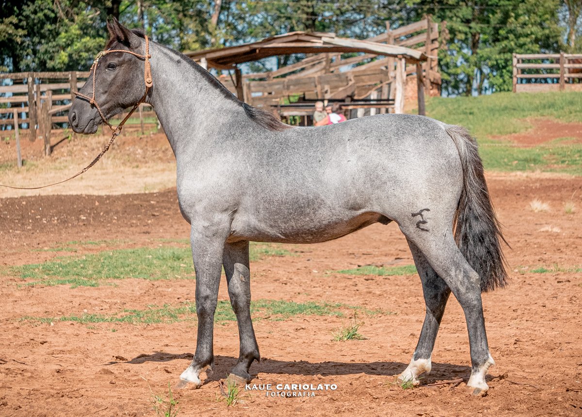 YO ERA UN GALLO ARRASTRANDO EL ALA DO RELENTO