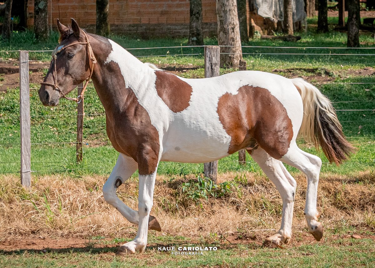 MARANDUBÁ DO RELENTO
