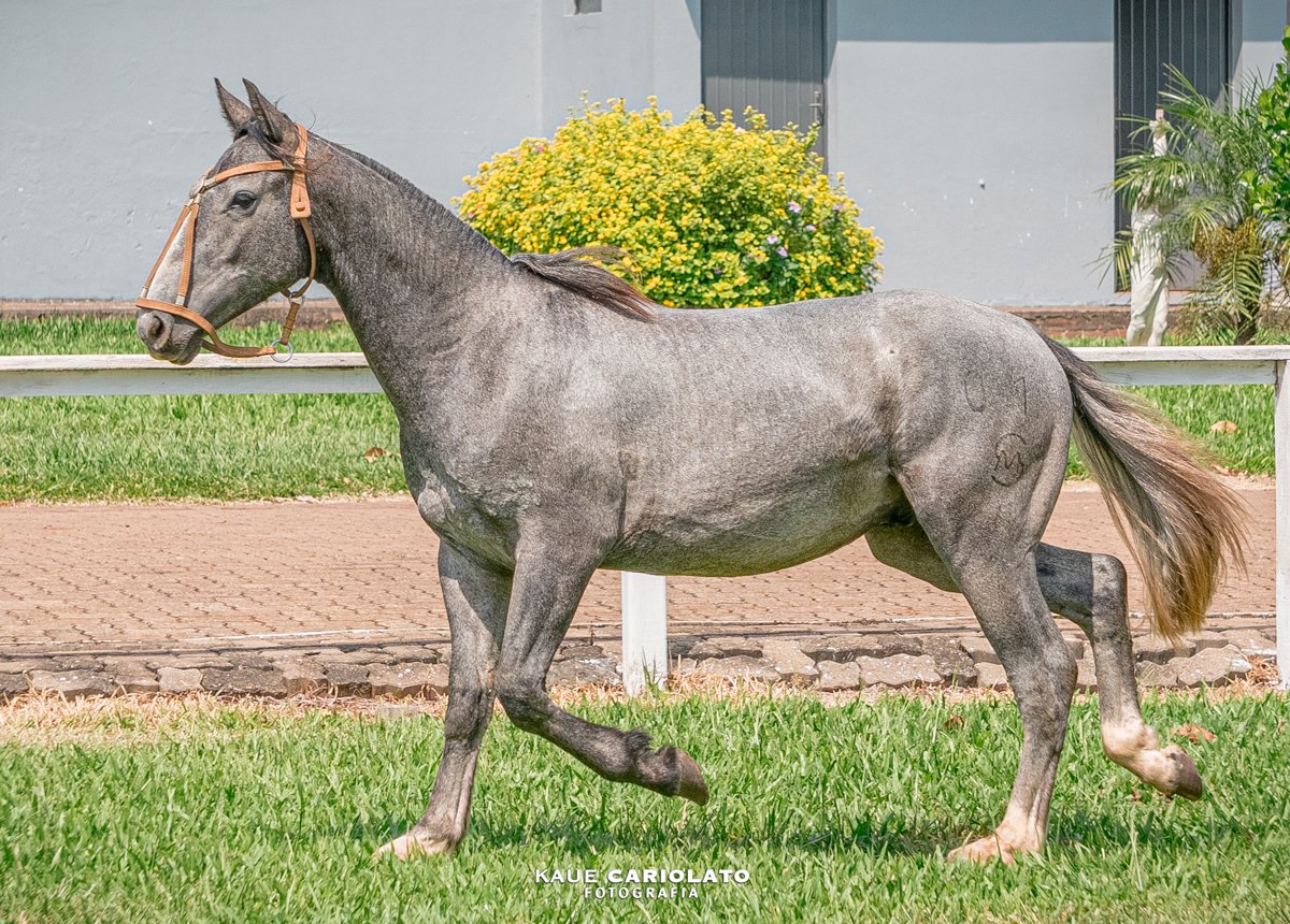 DON SOUZA A LA PUXA NICO