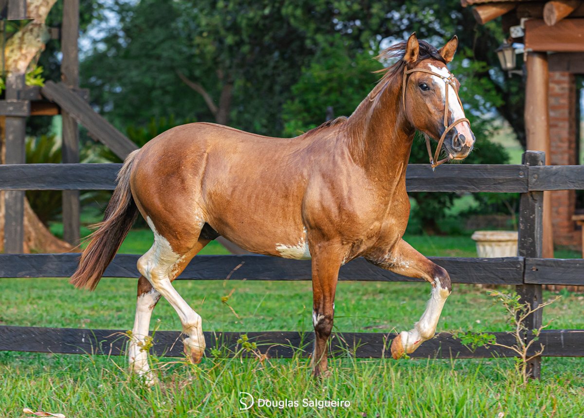 JAGUNÇO DO ICAMAQUÃ 