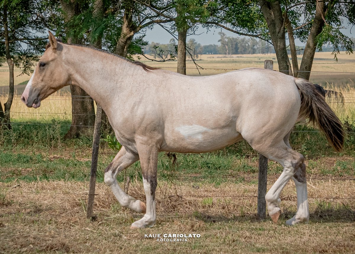 VINHO BRANCO DA MARCA JÓTA