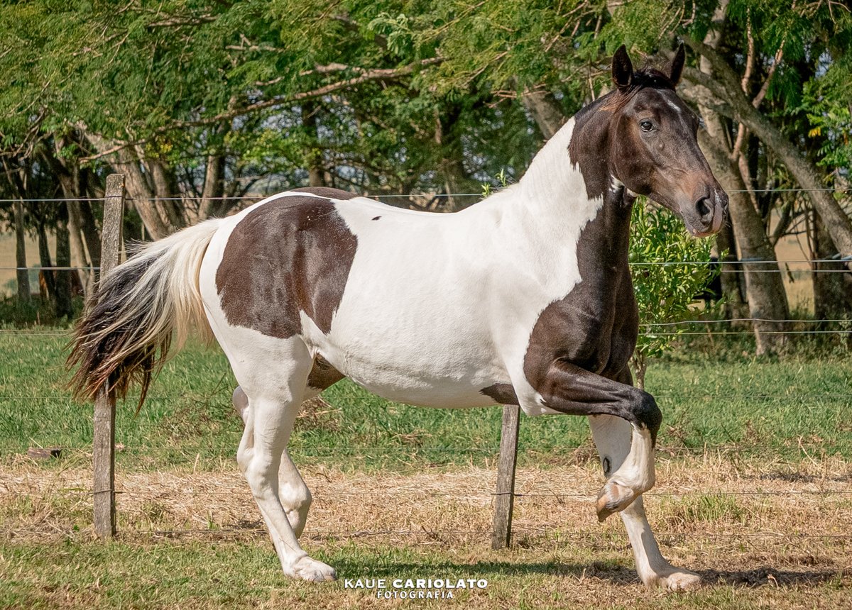 VENENO DA MARCA JÓTA