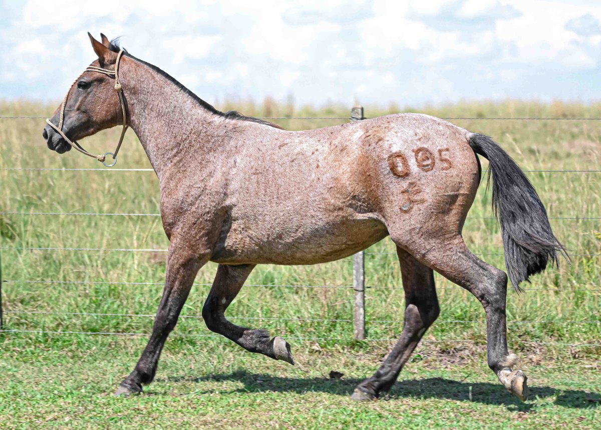 BALAÇO DA TÊMPRA VEIA