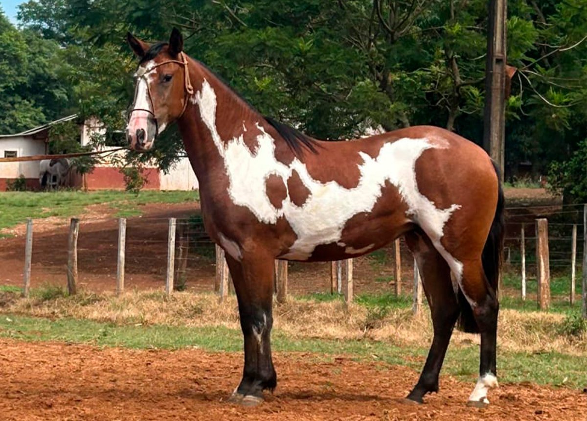 ESTAMPA DA MARCA LANÇA