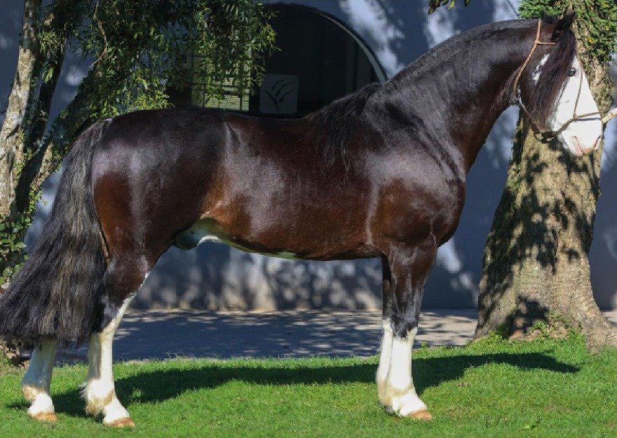 QUATRILHO DA CABANHA SANTA FÉ 