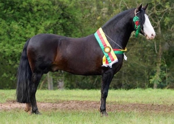 MARCONI CONCHA Y TORO