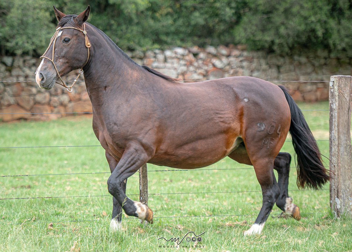 MAJESTADE 1904 MAUFER