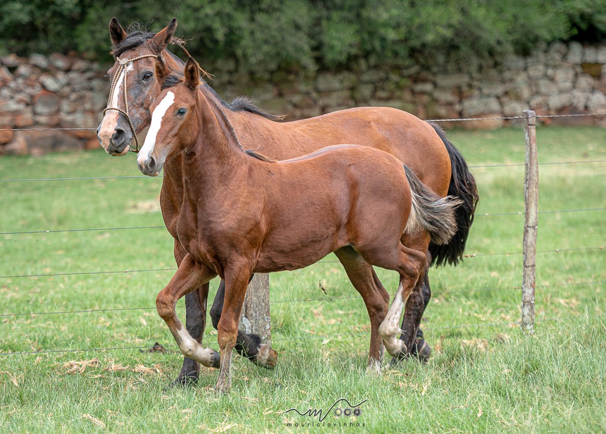SÃO JOÃO DO JUNCAL PITANGUEIRA