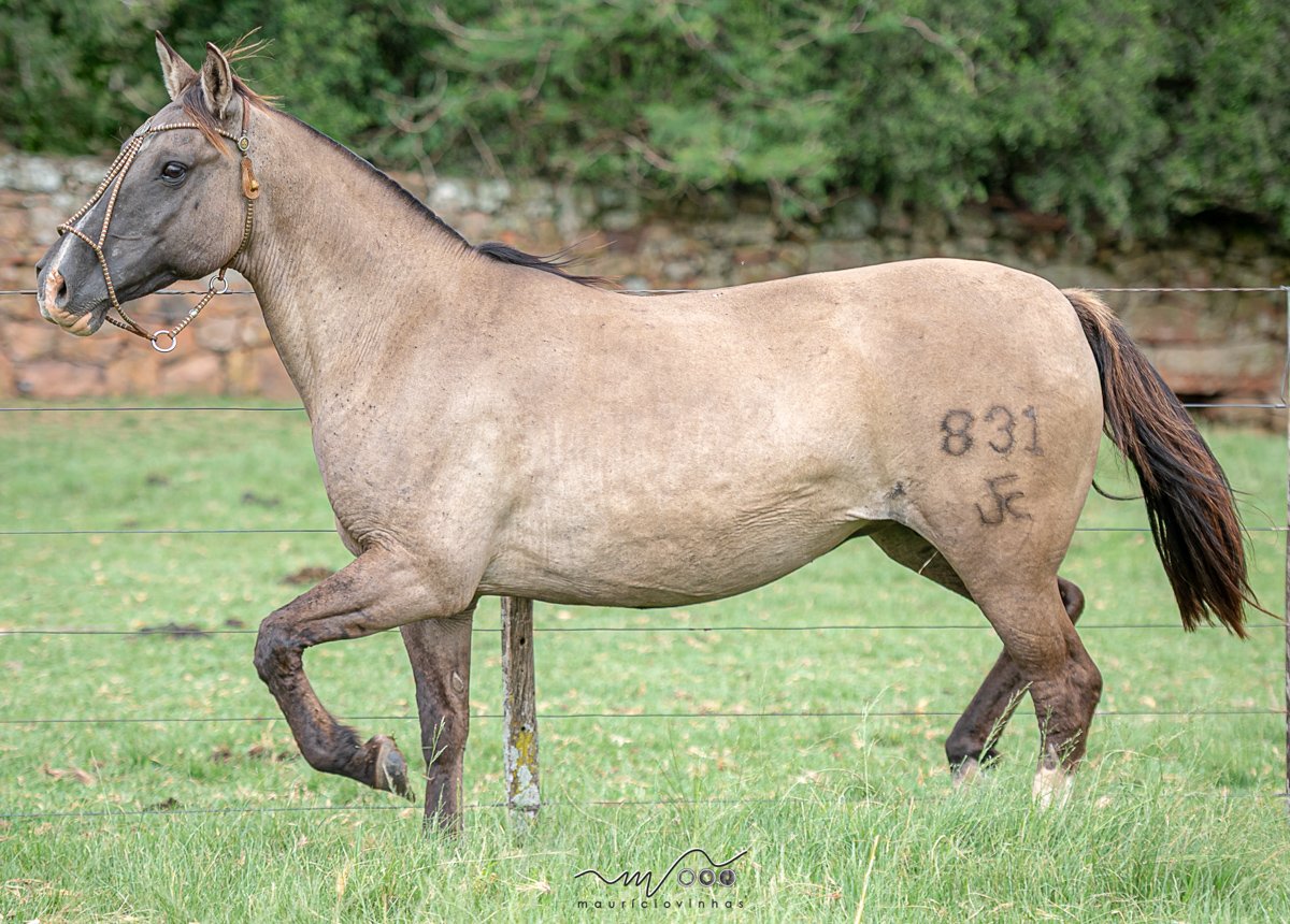 UNANIMIDADE DA BOA VISTA