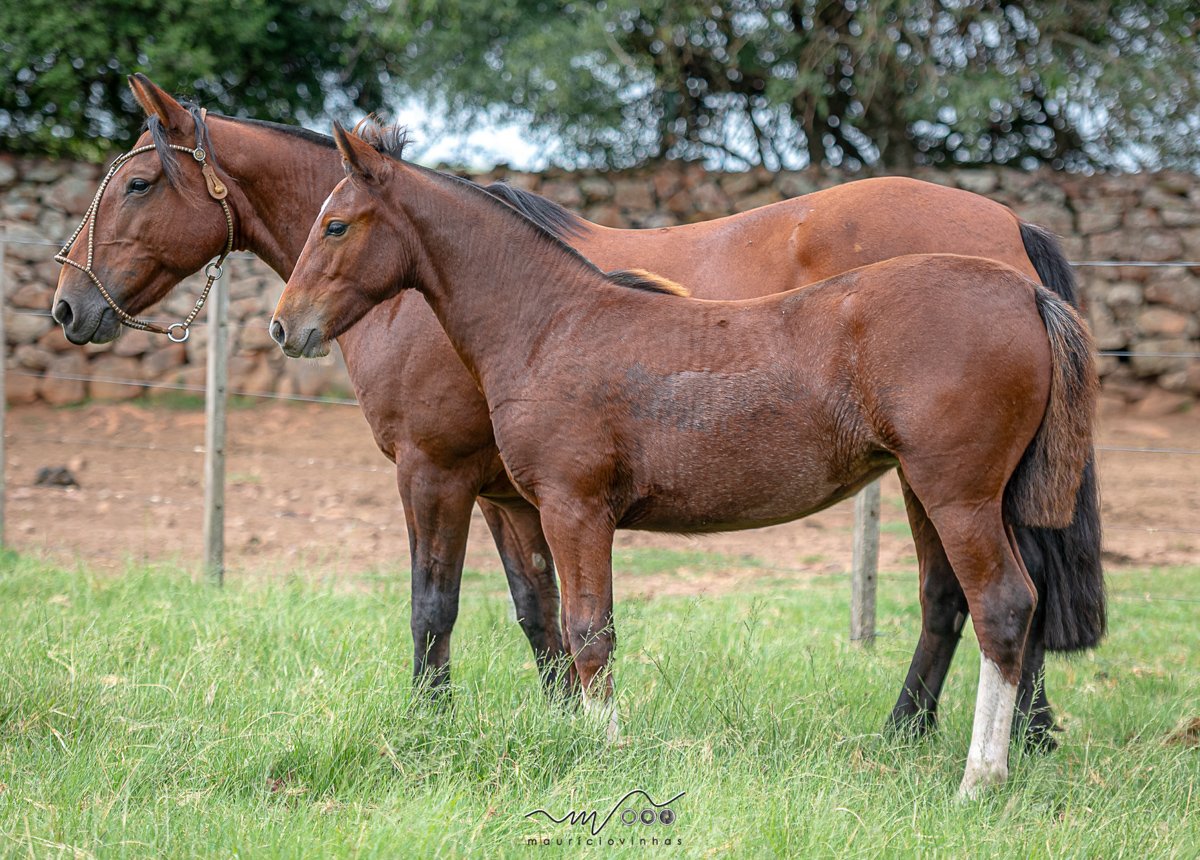 NI AHI DA RECONQUISTA