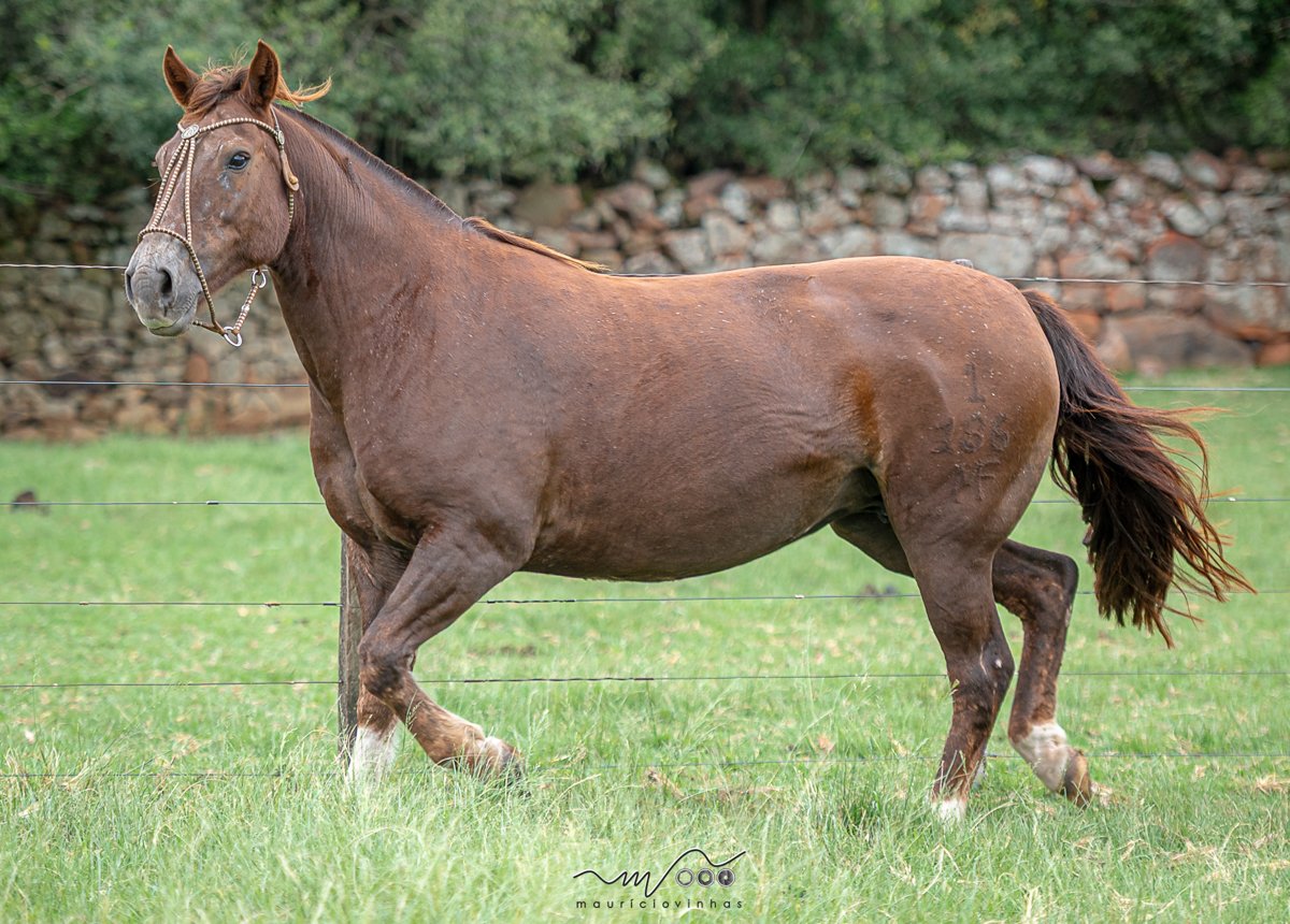 GARRUCHA 1186 MAUFER