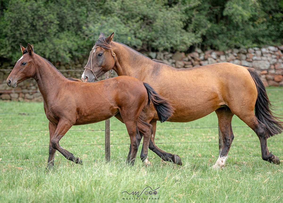 LOROTA 441 DA RECONQUISTA