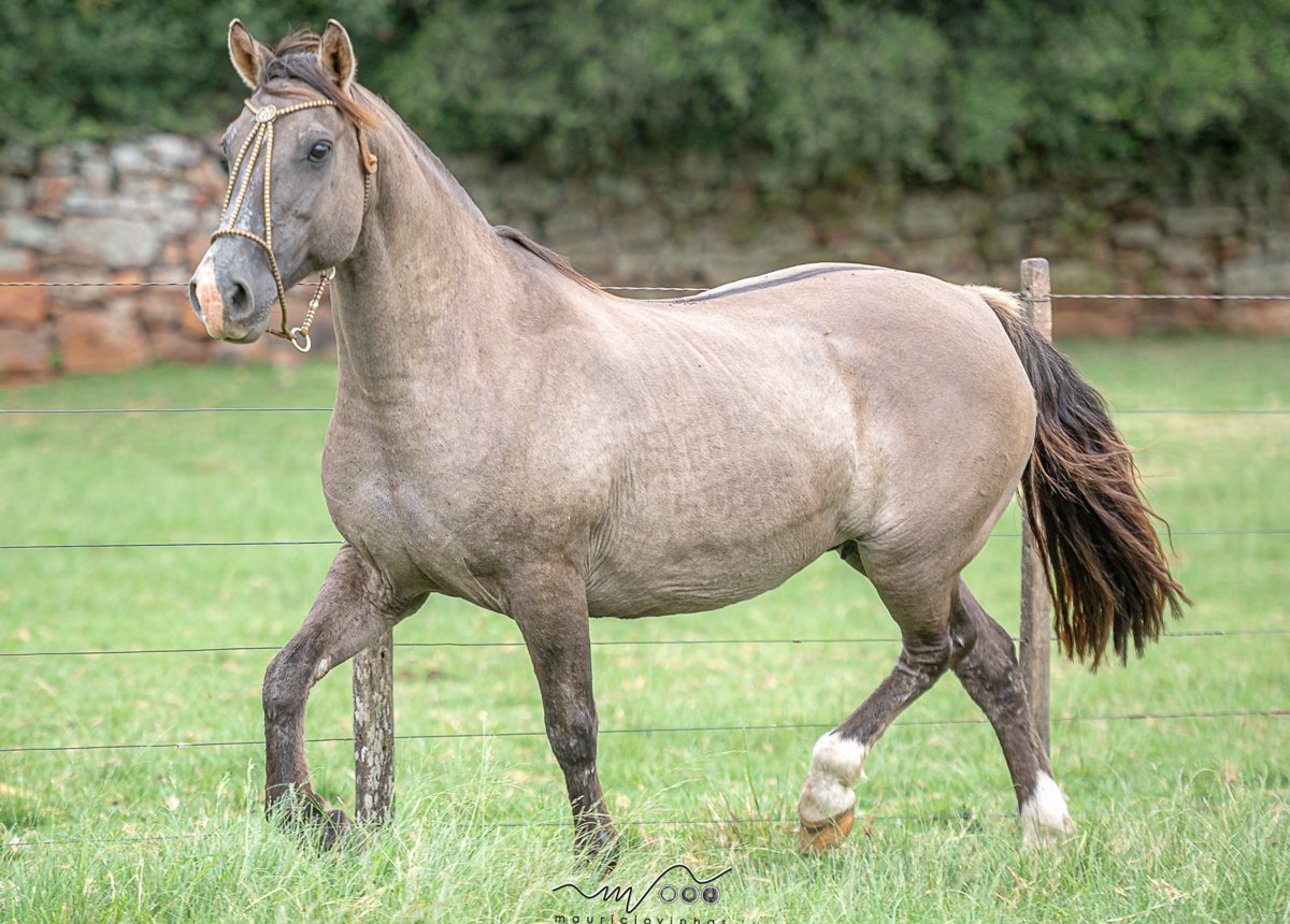 GALPONEIRA DA ESTAMPA