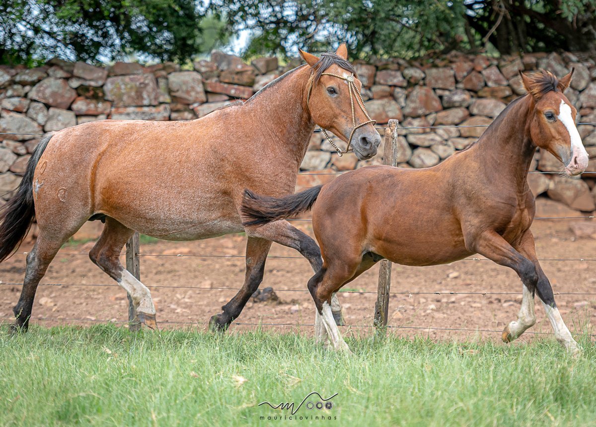 POLCA DE RELAÇÃO TUPAMBAÉ
