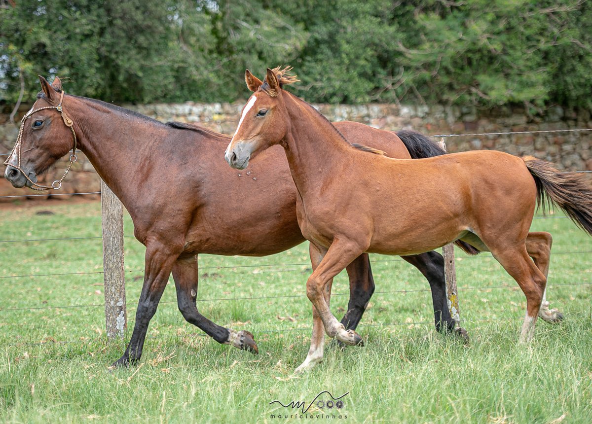 BONITA DA SANTA EULÁLIA
