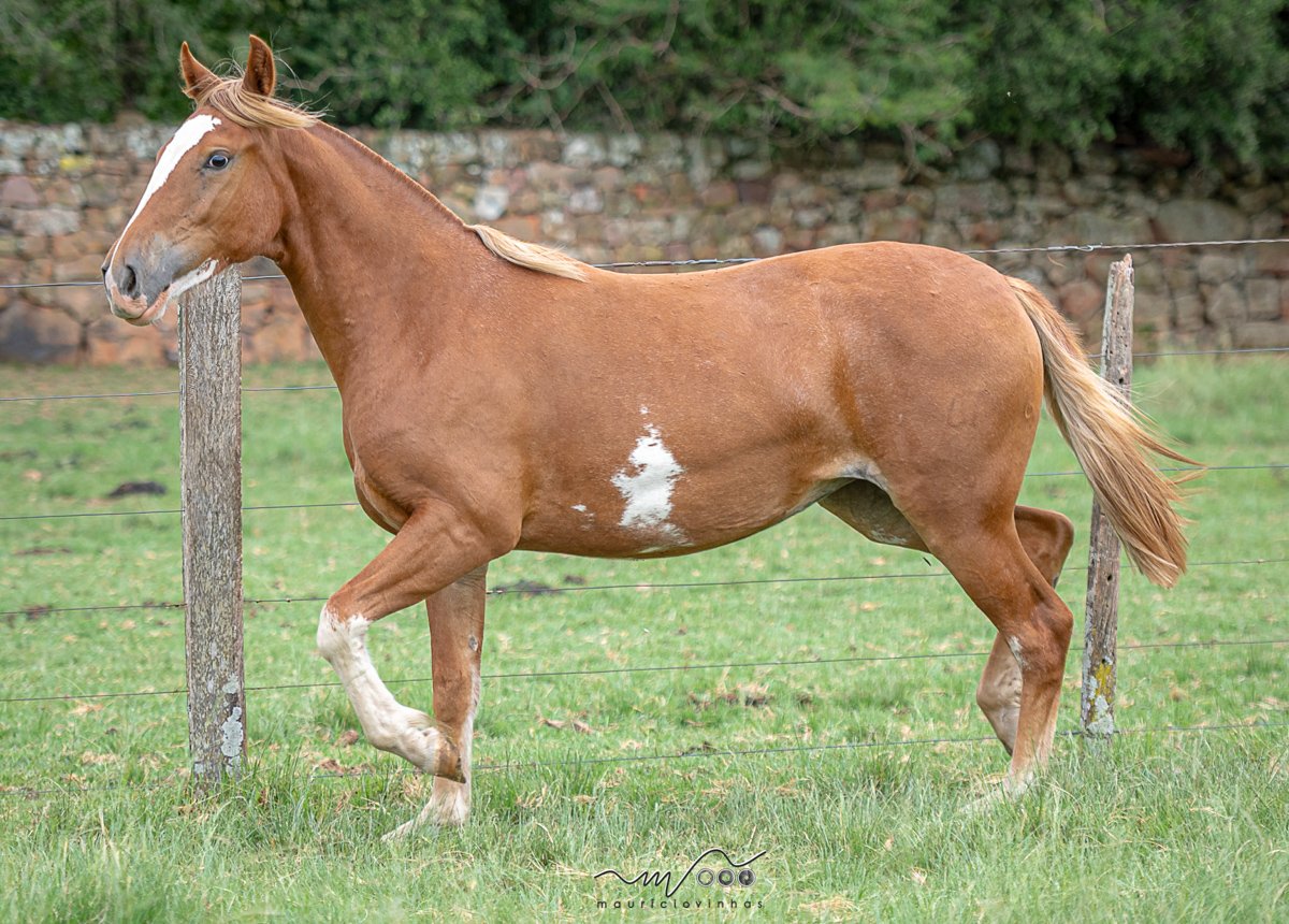 DAMA DAS CAMELIAS DO TEMPO