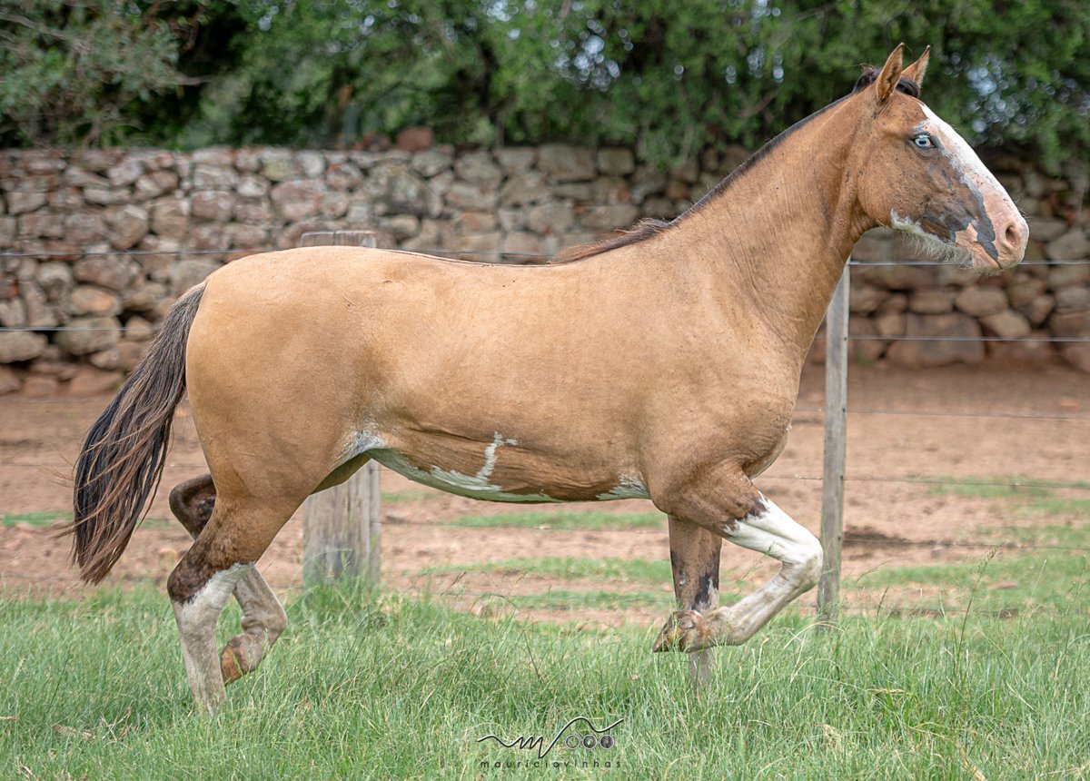 DUQUESA DOS OLHOS D AGUA DO TEMPO