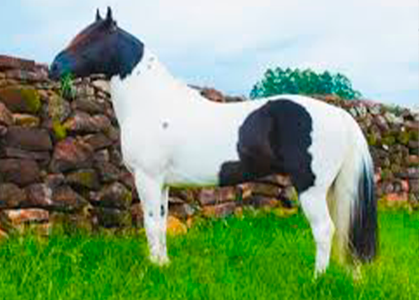 LUGANO DO RESPLENDOR 