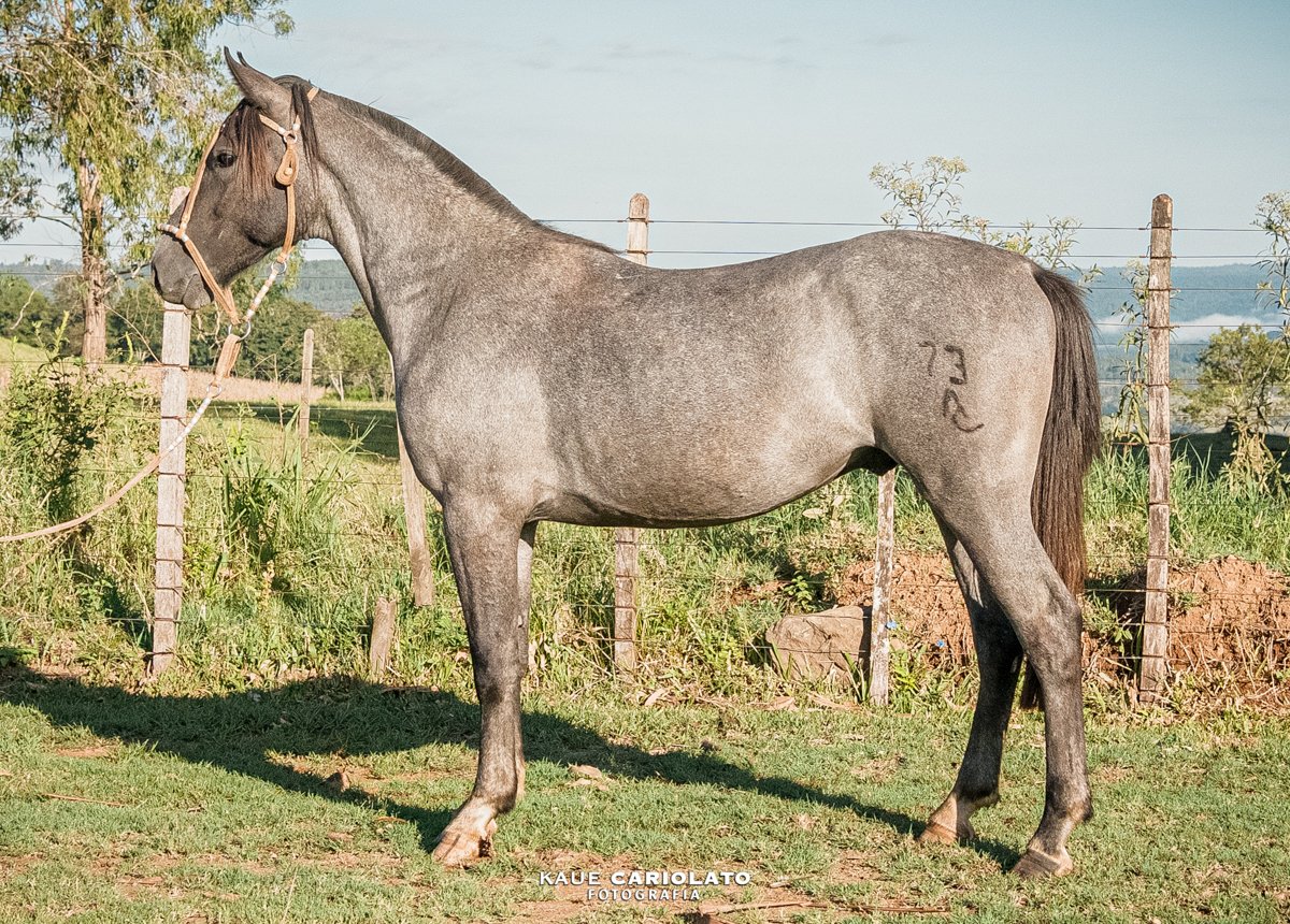 KEAMARGO DO DOM AURI