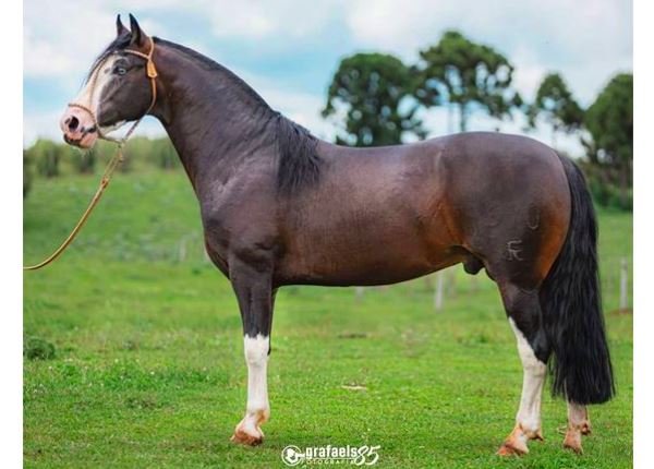 XEQUE MATE DA BOA VISTA