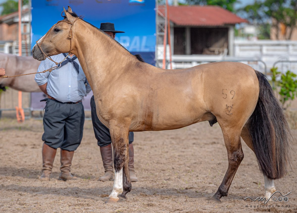 JURADO DA CVC - Cota de  2,5%