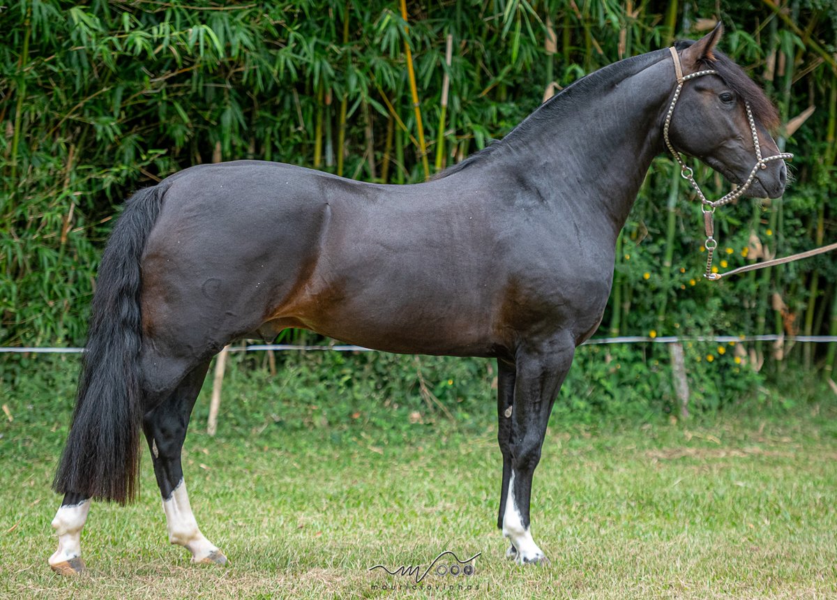 ÉBRIO DA COXILHA ALTA