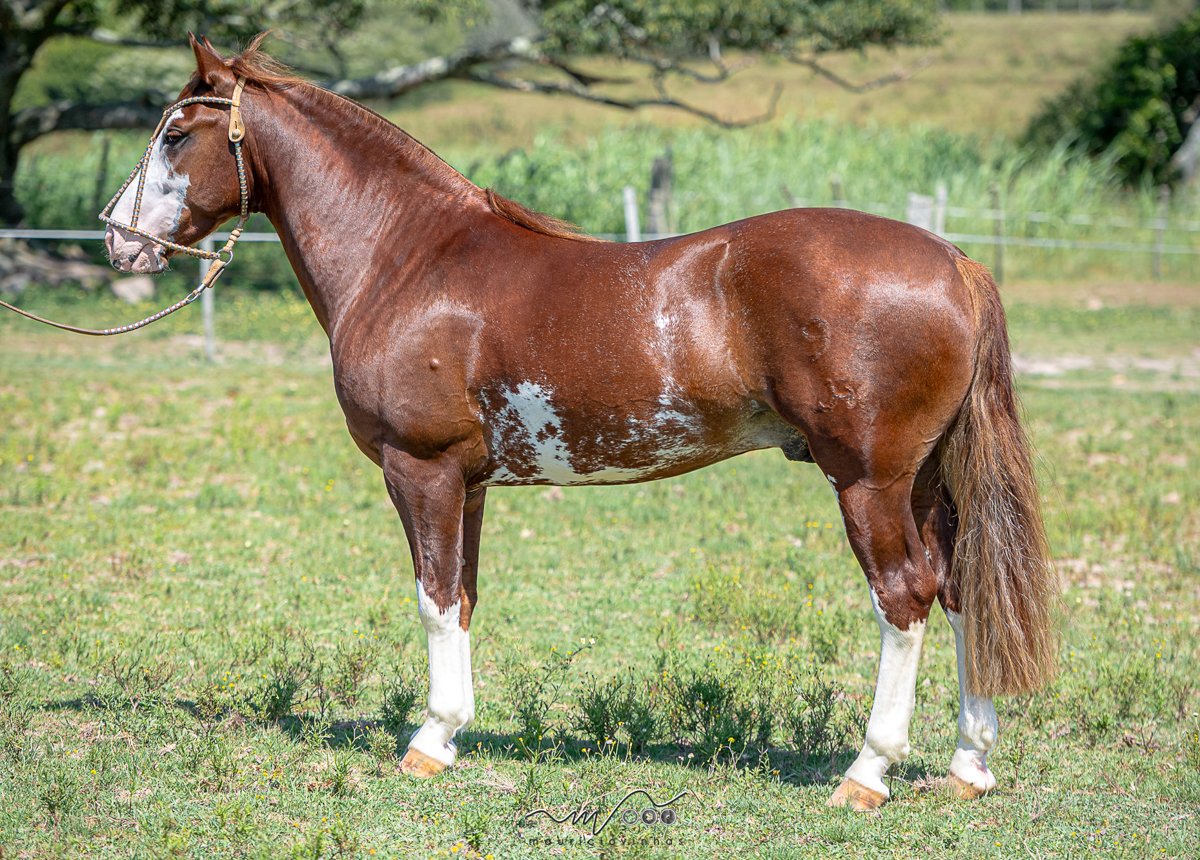 LAS TINIDERAS CORAJUDO
