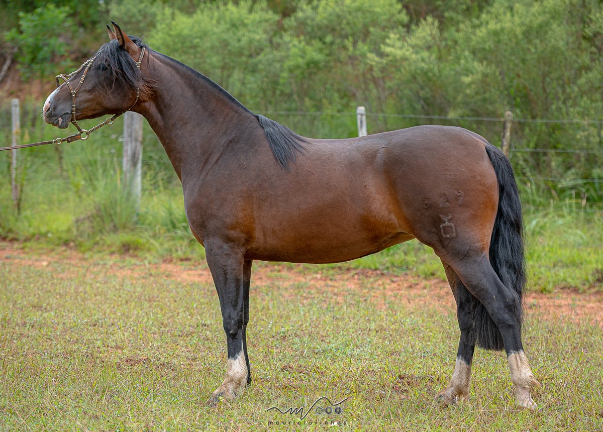 FLEXILHA DA COXILHA ALTA