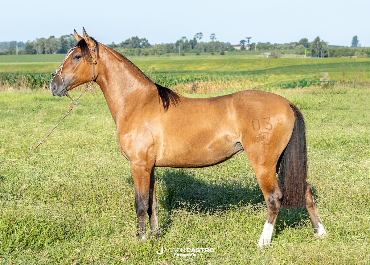 BAILARINA DA ELITE GENETICA