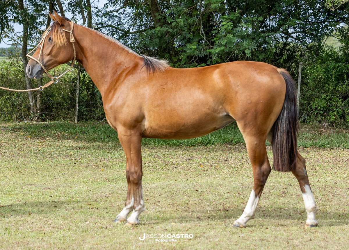 LUZ BRILHANTE DA CVC 