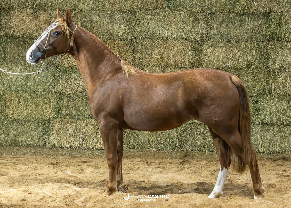 LAS TINIDERAS CORONILLA 