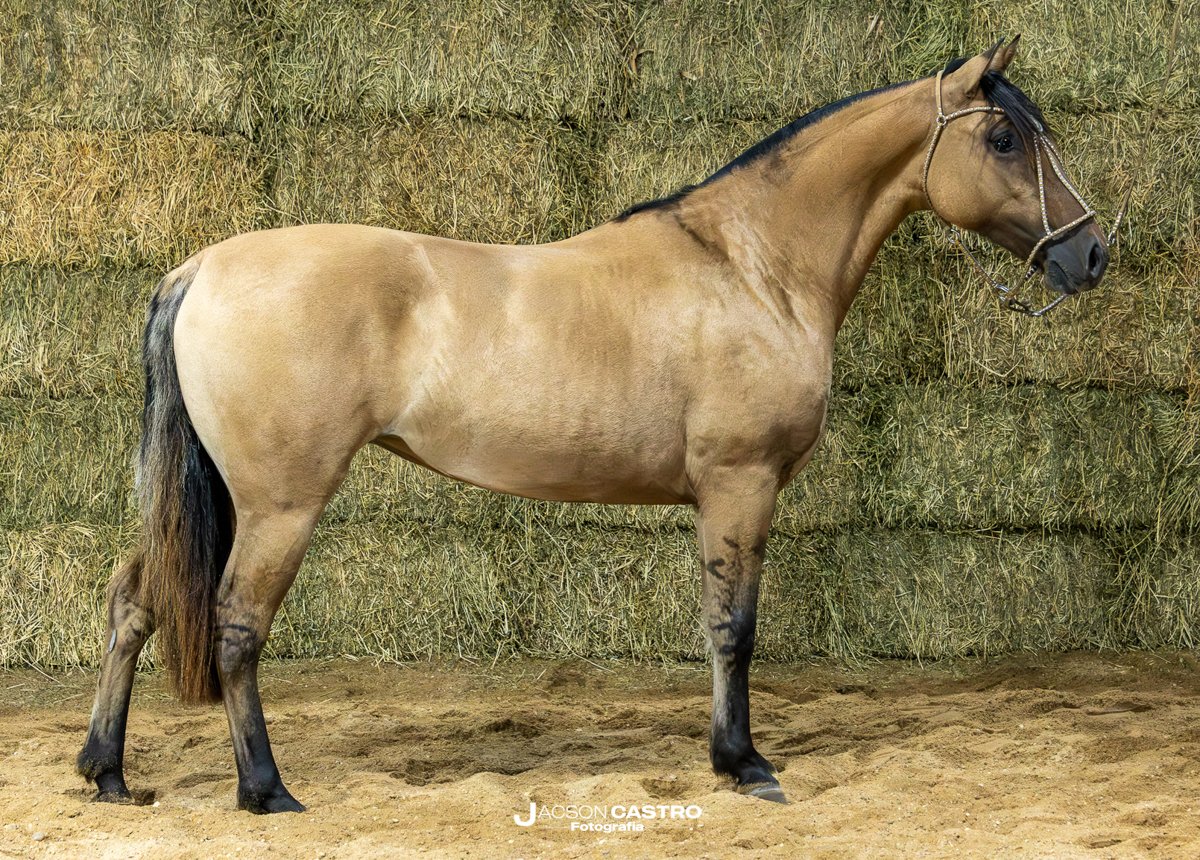 LAS TINIDERAS CON SU FUERZA