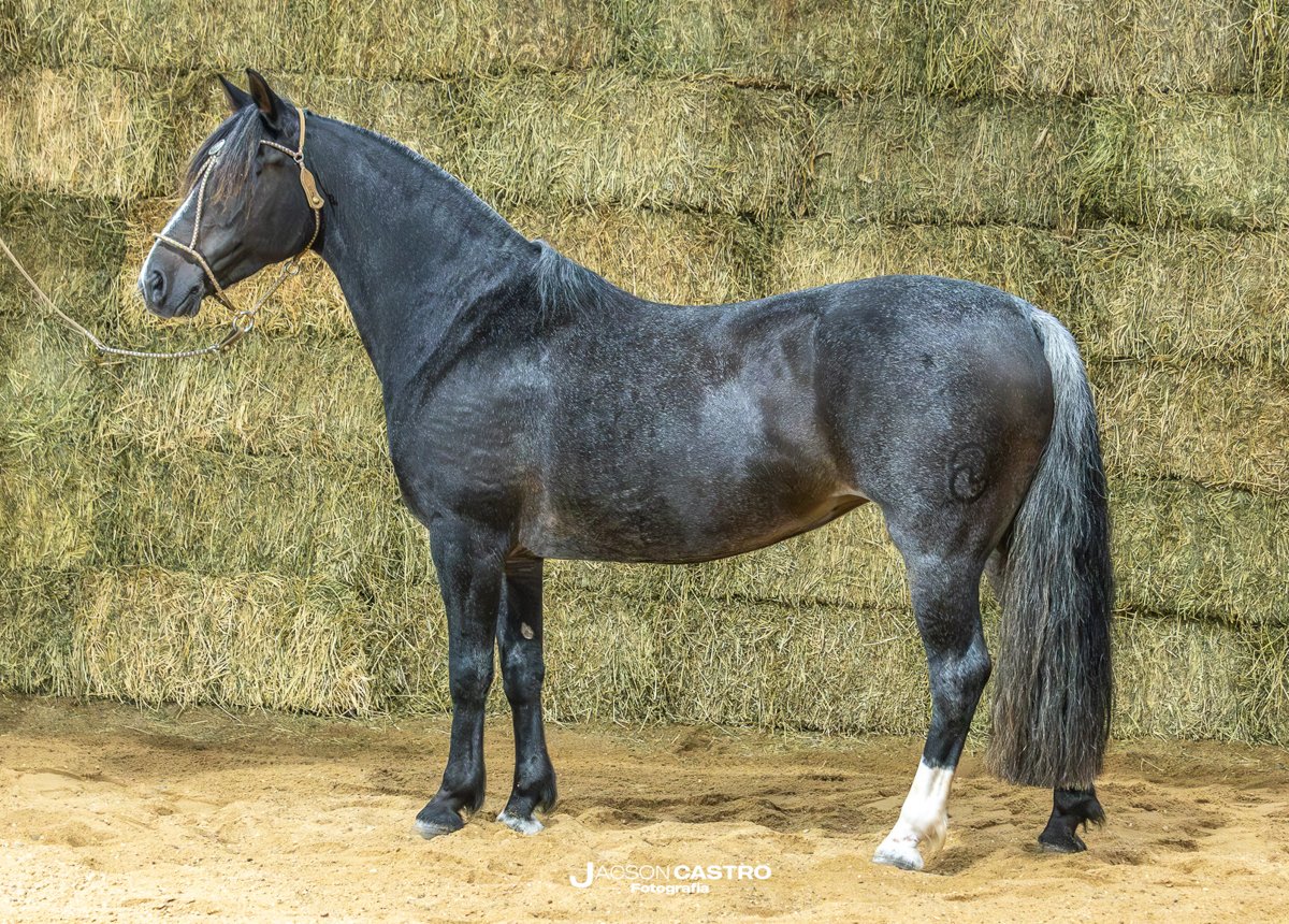 NATIVA DO CAPÃO DA RONDA