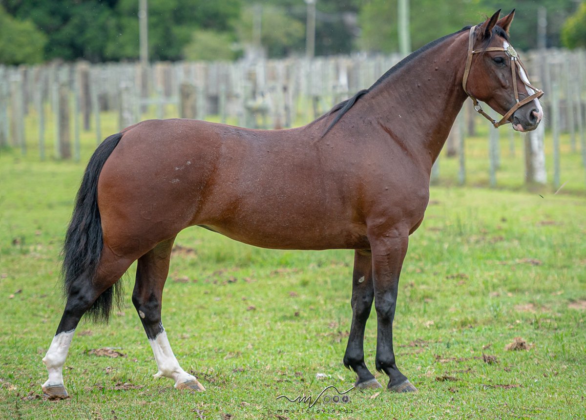 BOLADA DA COXILHA ALTA