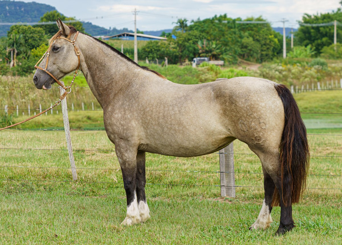 BASTILHA DE SÃO PEDRO (Vd. vertical com lt 26.2)
