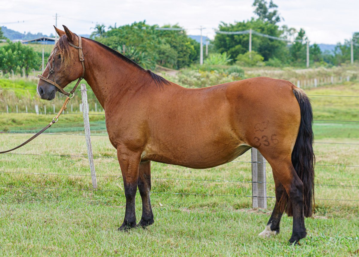 ERREVÊ KAMINERA (Vd. vertical com lt 26.1)