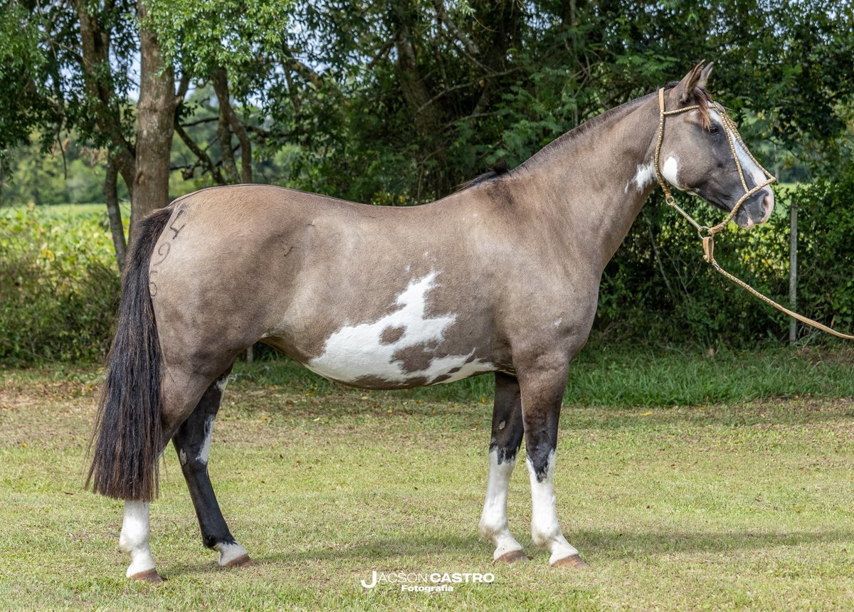 ERVA BUENA DOS CASTANHEIROS