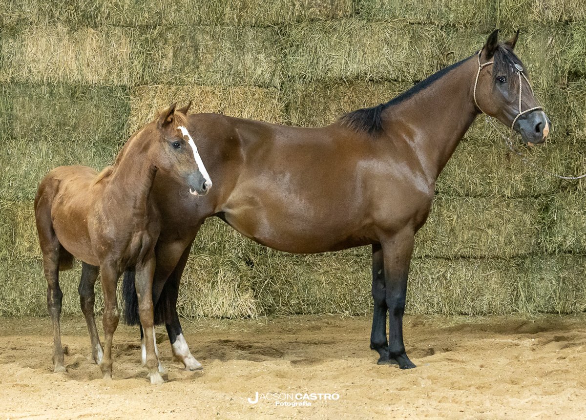 LAS TINIDERAS CAMARILLA