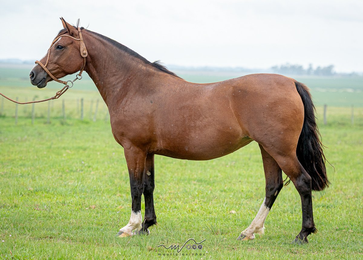 ZEBRA II DA COXILHA ALTA