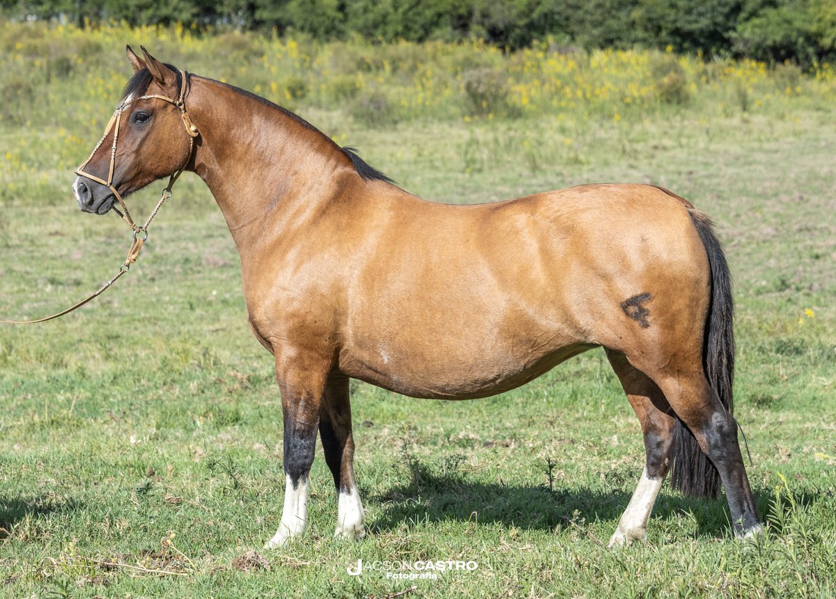 SANTA ADELINA HONRARIA