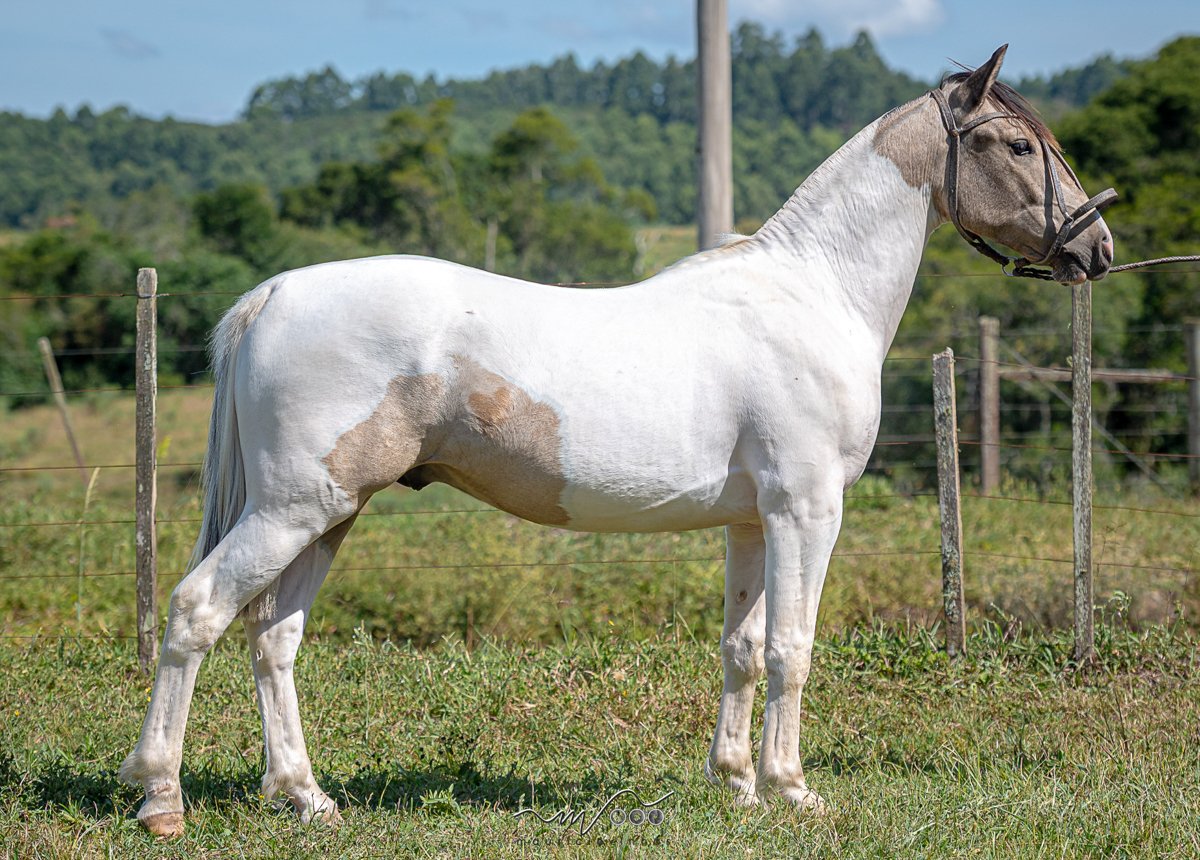 OTA NAVARRO (Vd. vertical com lt 34.2)