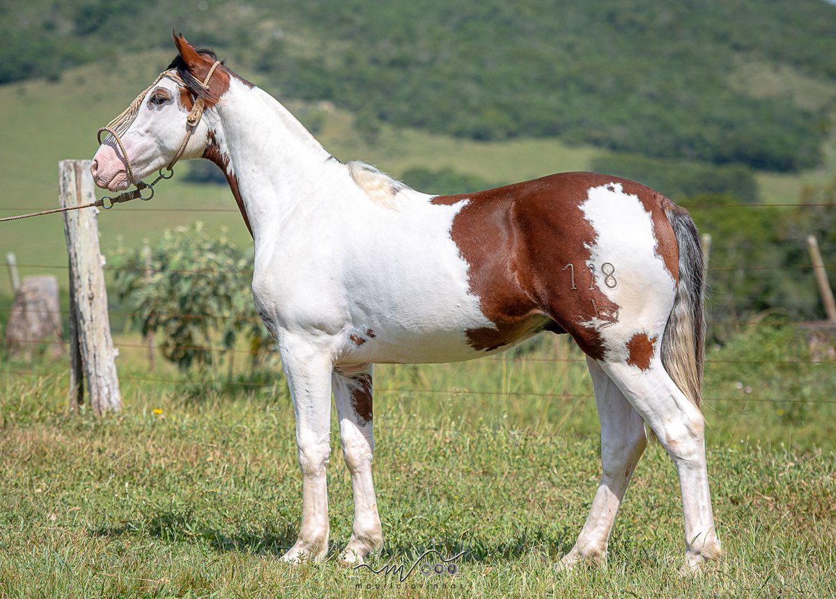 OTA NETUNO (Vd. vertical com lt 34.1)