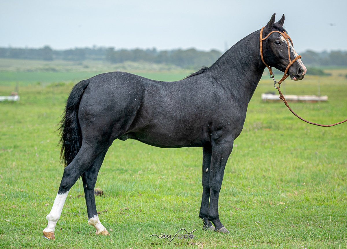 GALEGO DA COXILHA ALTA