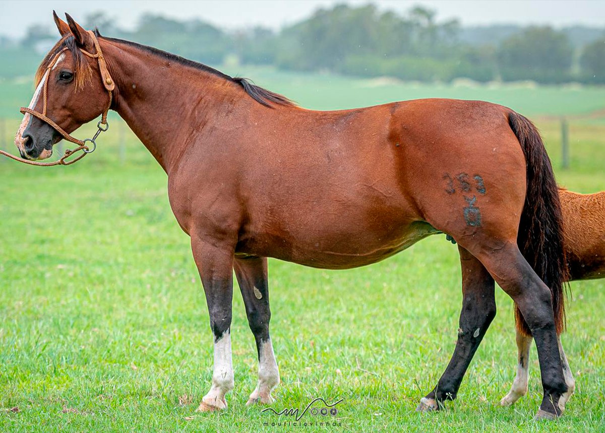 QUERIDA DA COXILHA ALTA