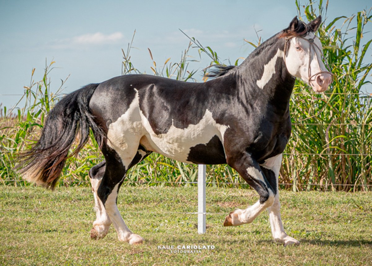 NZ BICO BRANCO (Dir. uso de 03 Coberturas)